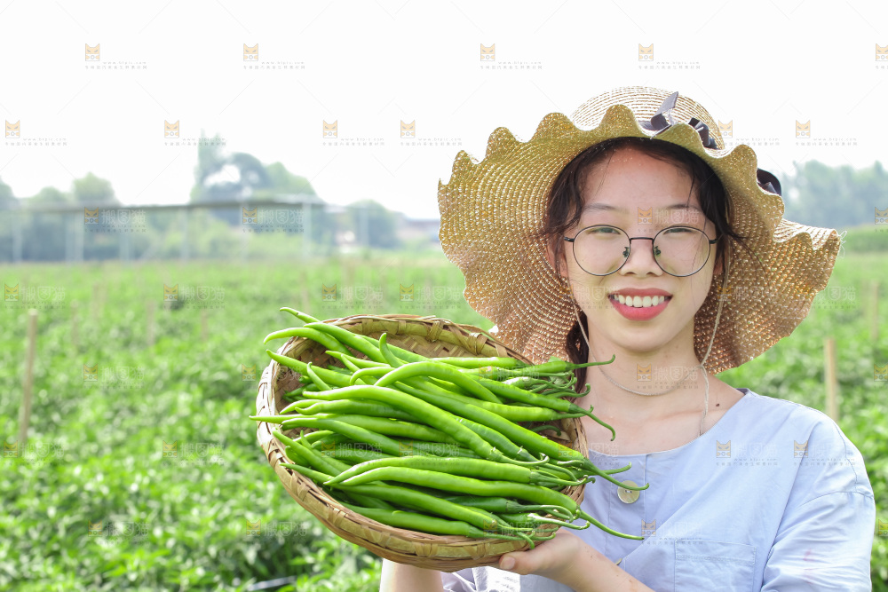 手里拿着现摘线椒