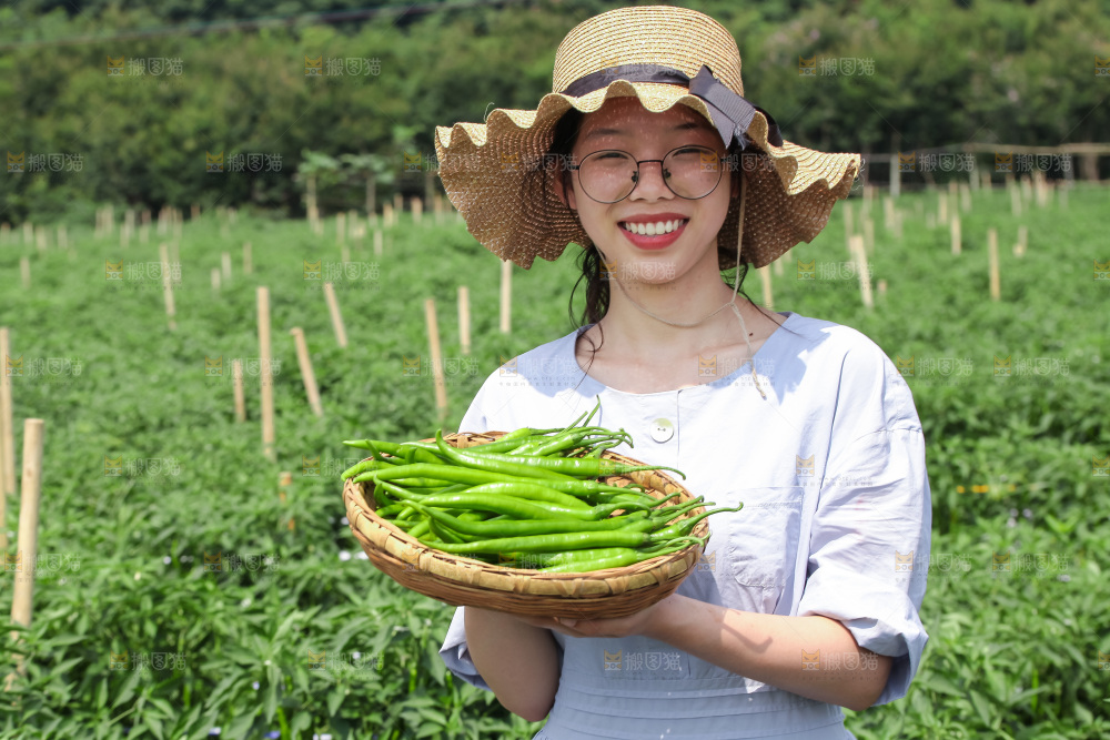 手里拿着现摘线椒