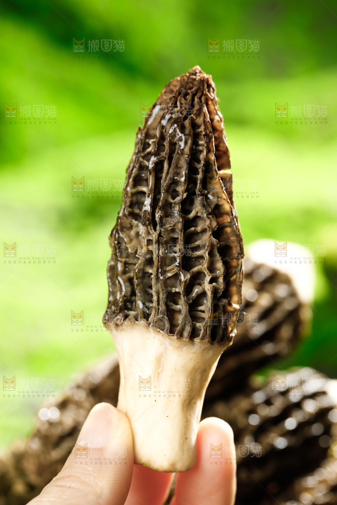 草地上的羊肚菇