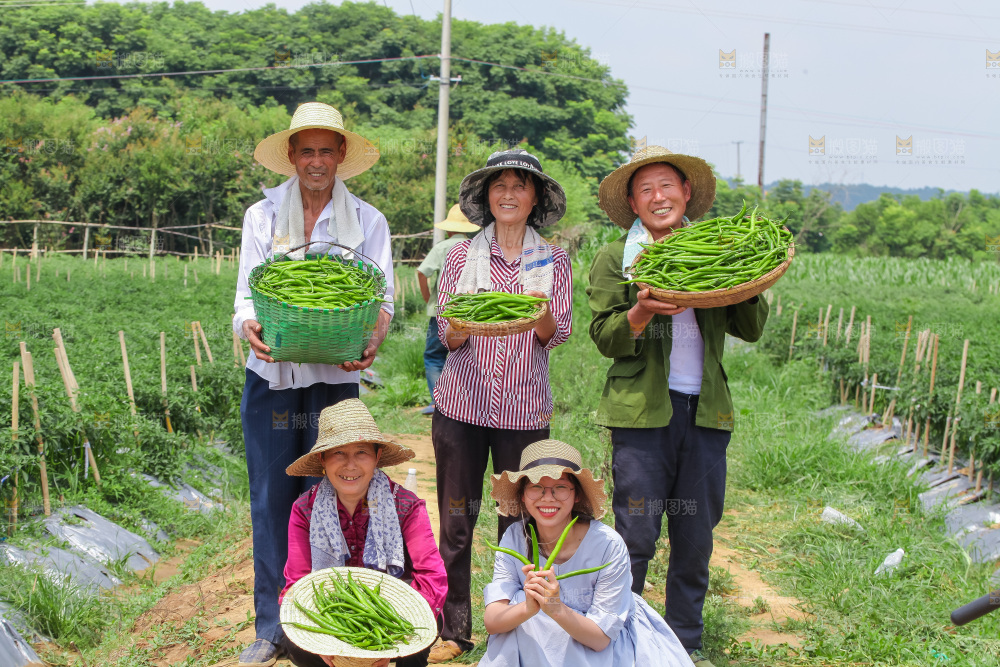 手里拿着现摘线椒