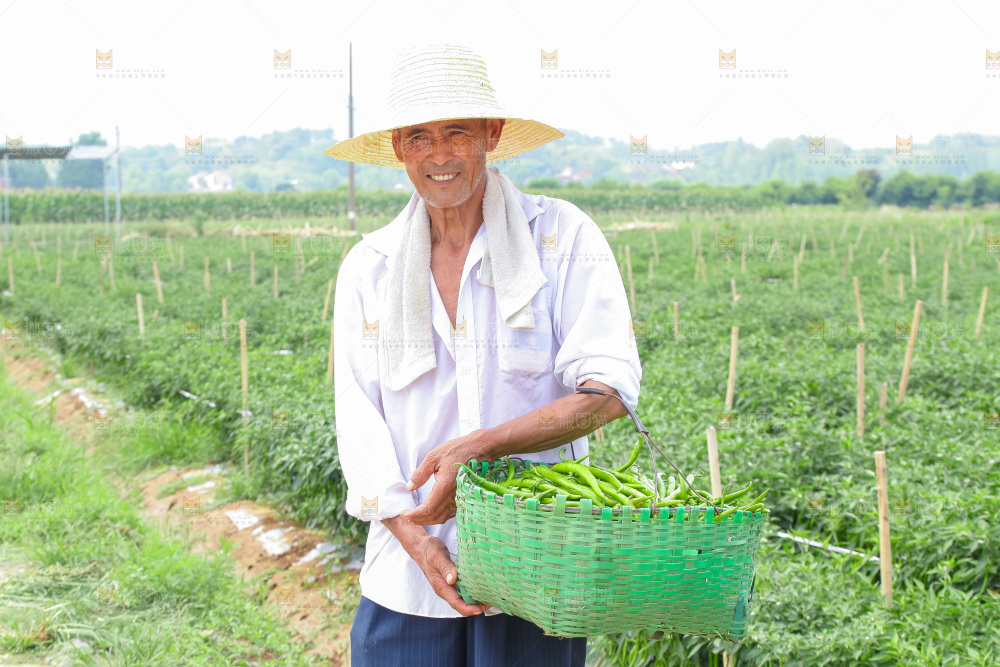 手里拿着现摘线椒