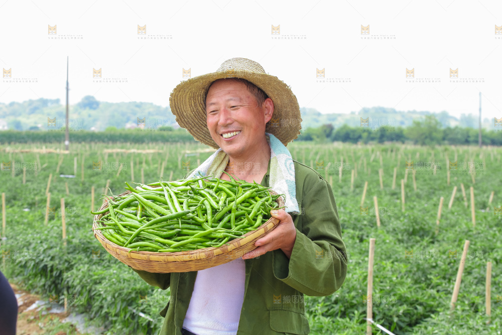 手里拿着现摘线椒