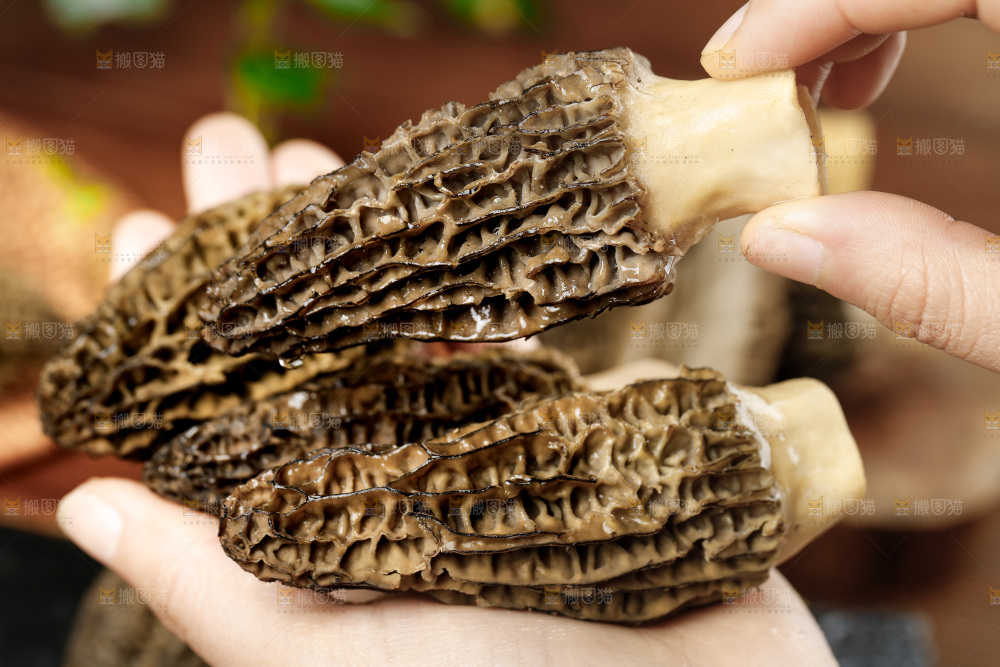 木底上的羊肚菇
