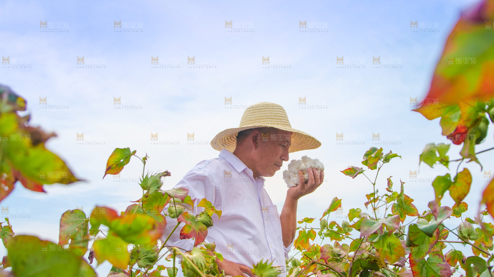 手里拿着棉花