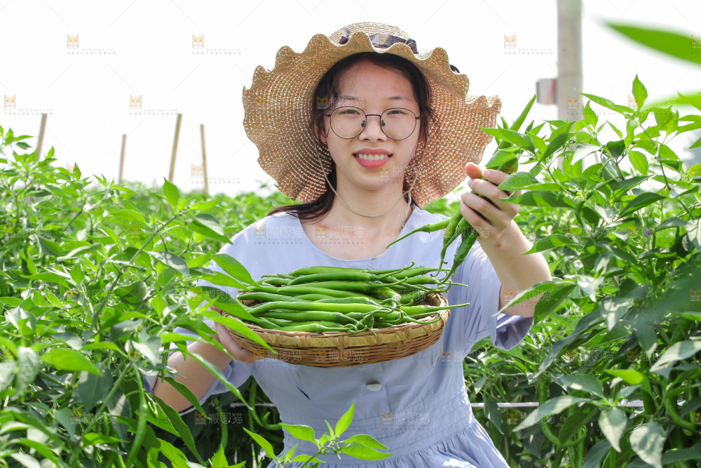 手里拿着现摘线椒