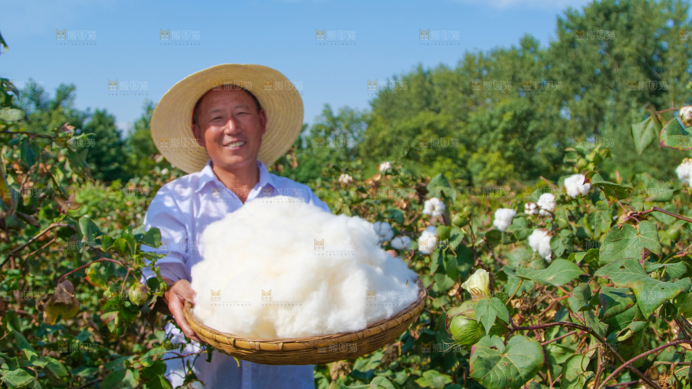 手里拿着棉花