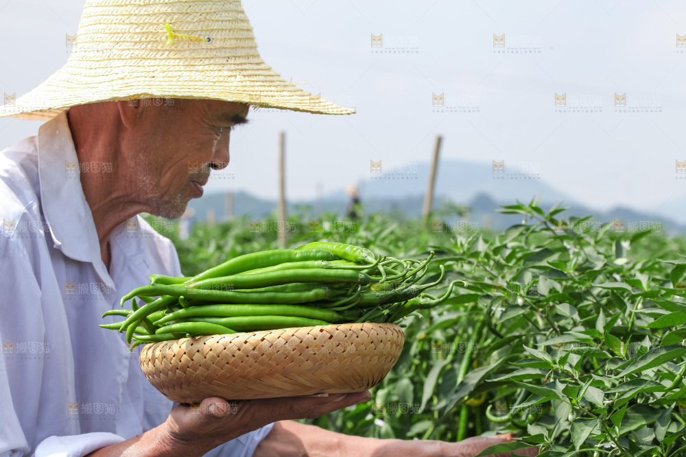 手里拿着现摘线椒