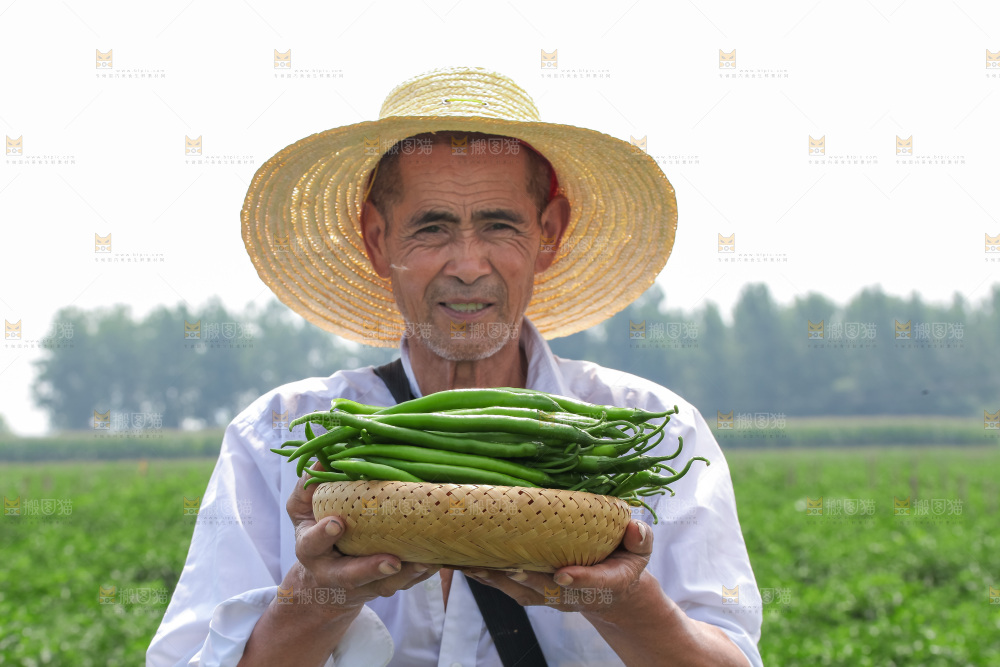 手里拿着现摘线椒