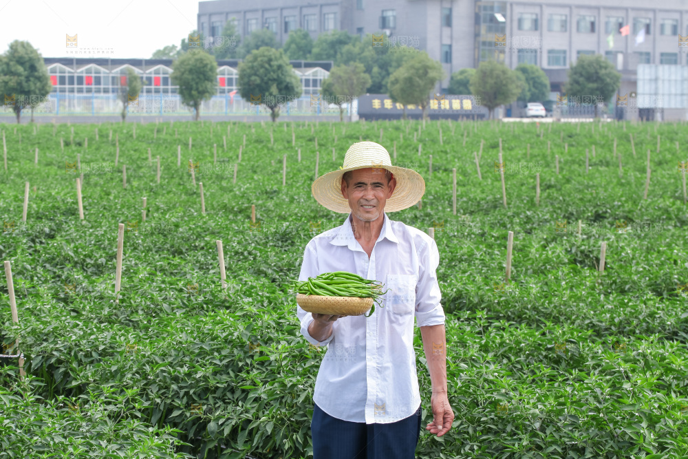 手里拿着现摘线椒