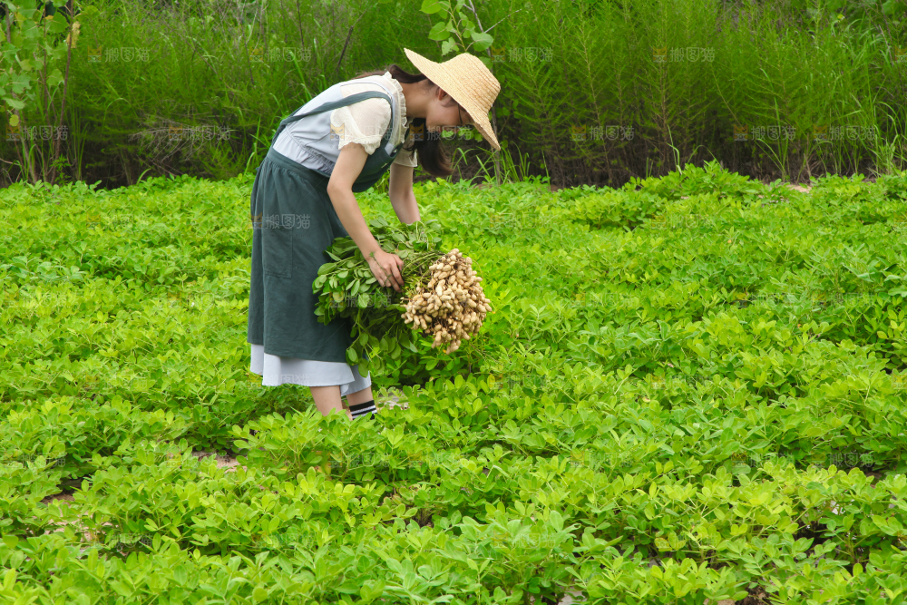 手里拿着现挖花生