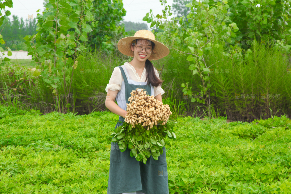 手里拿着现挖花生