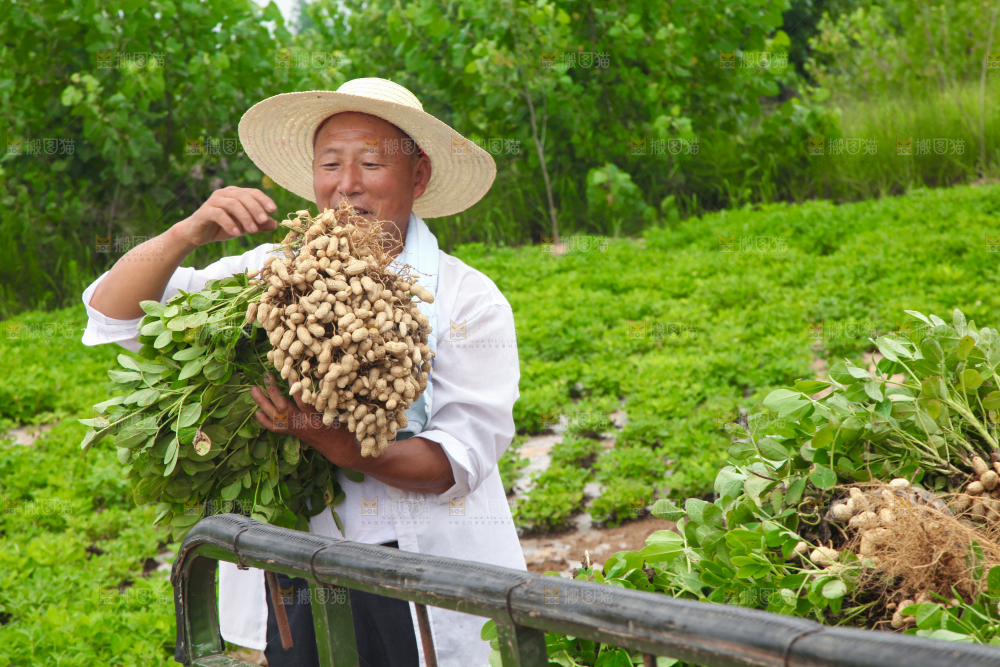 手里拿着现挖花生