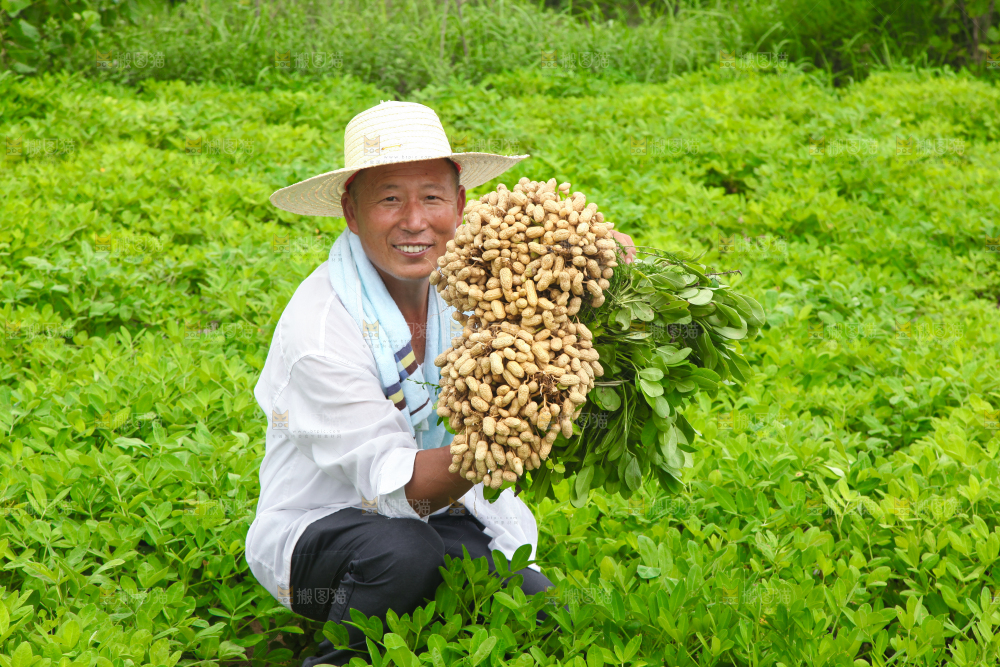 手里拿着现挖花生