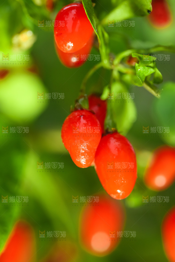 枸杞枝上的枸杞