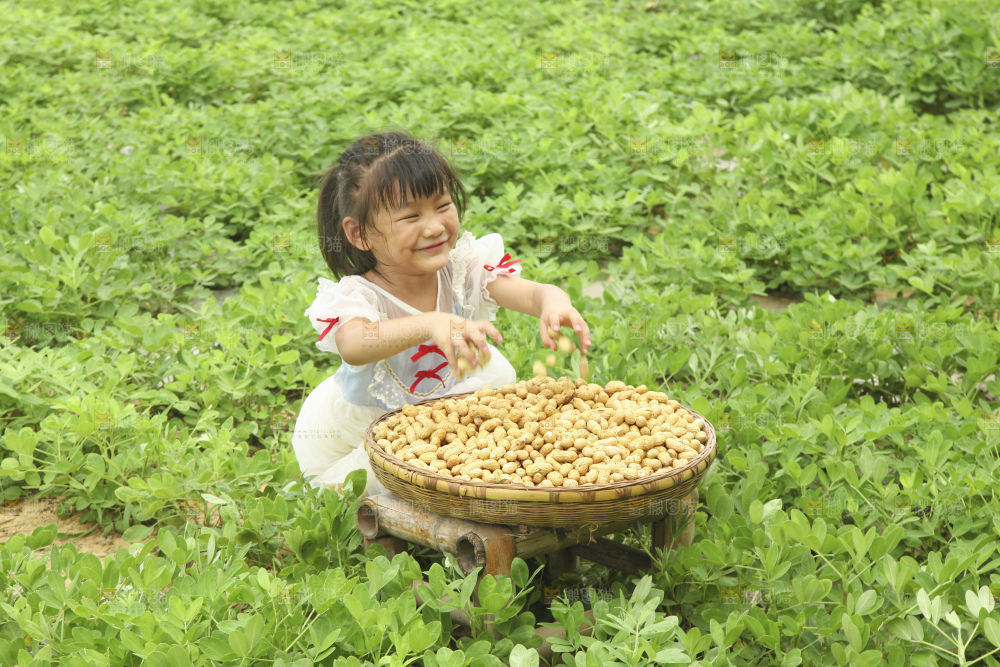 手里拿着现挖花生