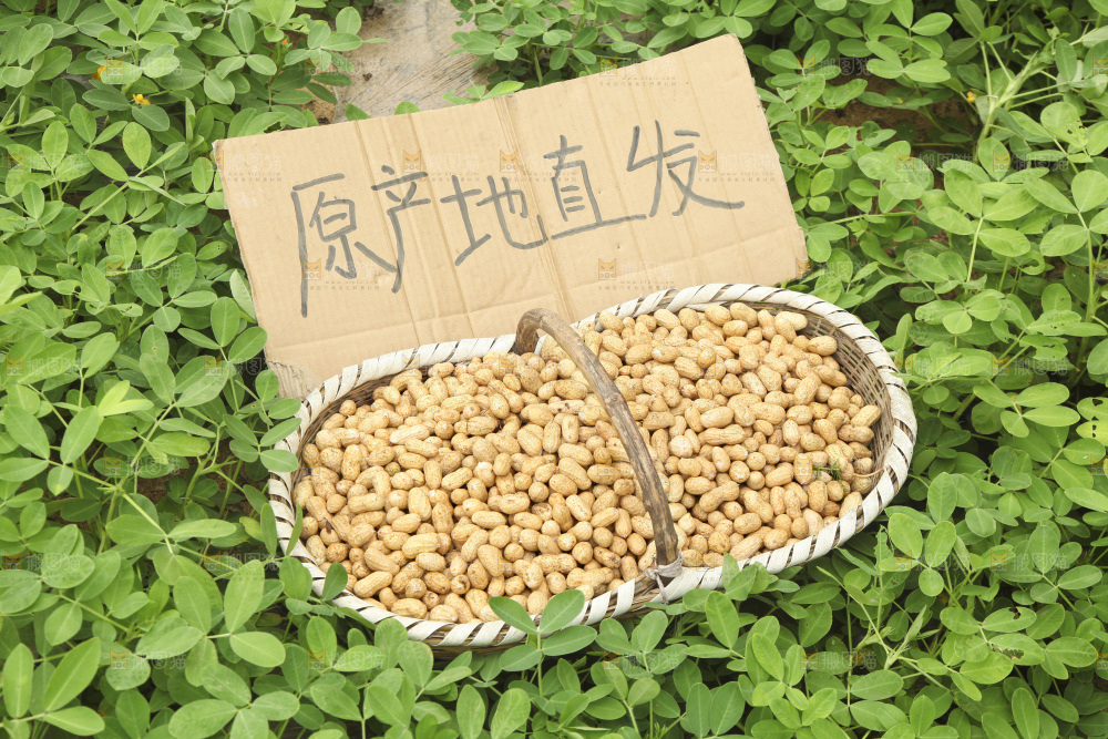 花生地里的新鲜花生