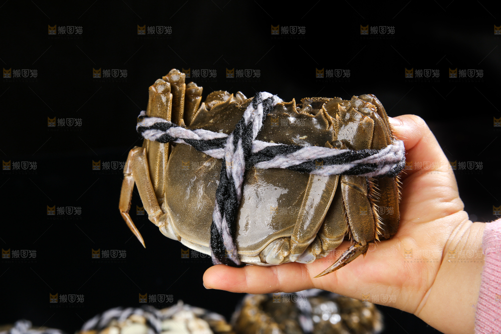 黑底上的鲜活大闸蟹