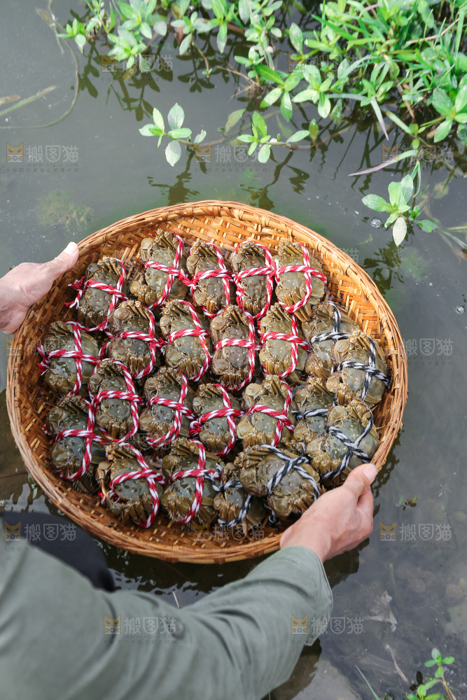 手里拿着阳澄湖大闸蟹