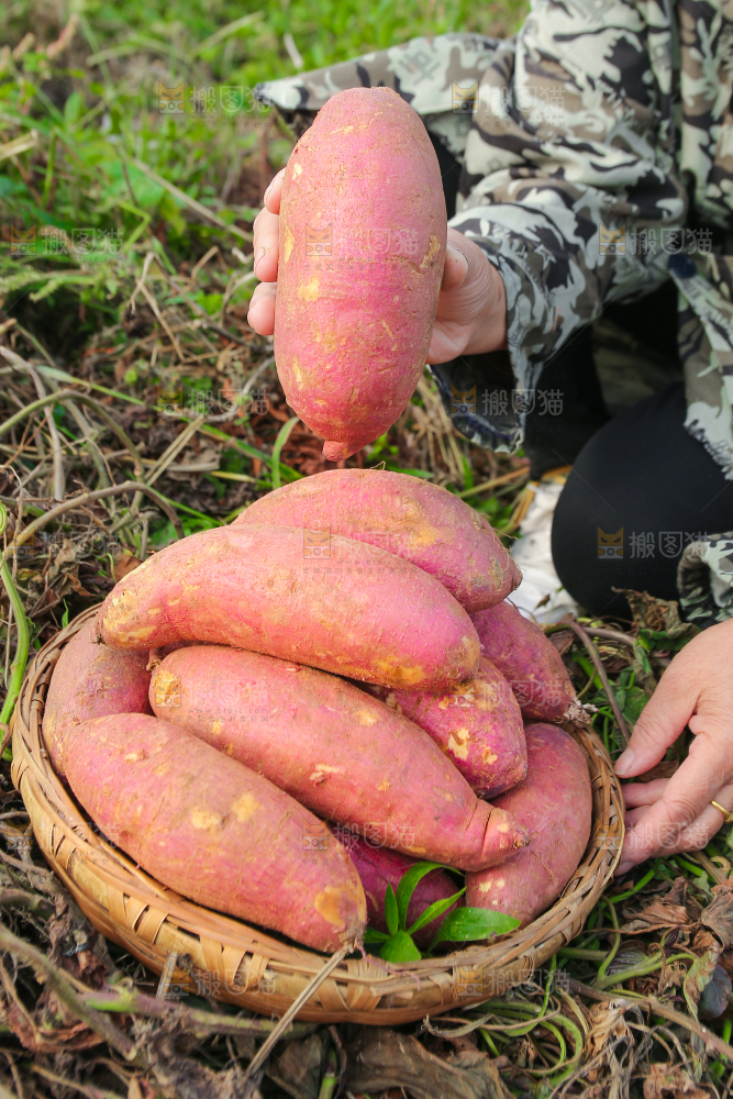 手里拿着黃心板栗薯