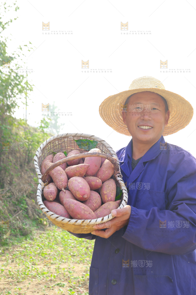 手里拿着黃心板栗薯