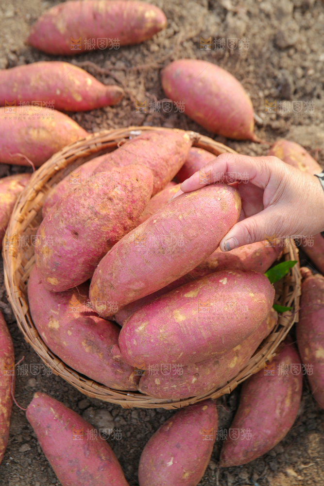 手里拿着黃心板栗薯