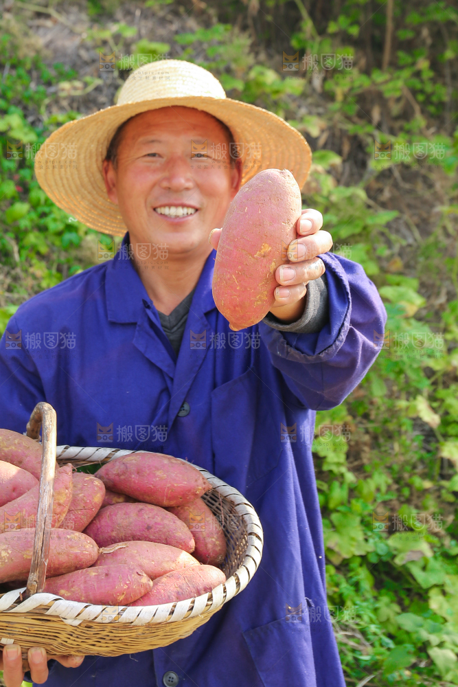 手里拿着黃心板栗薯
