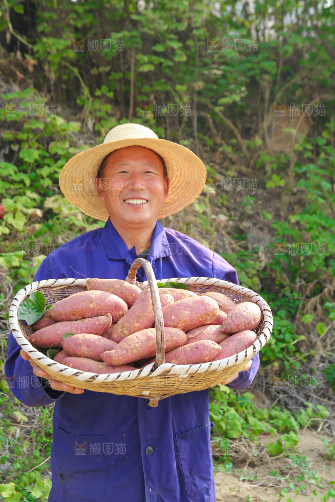 手里拿着黃心板栗薯