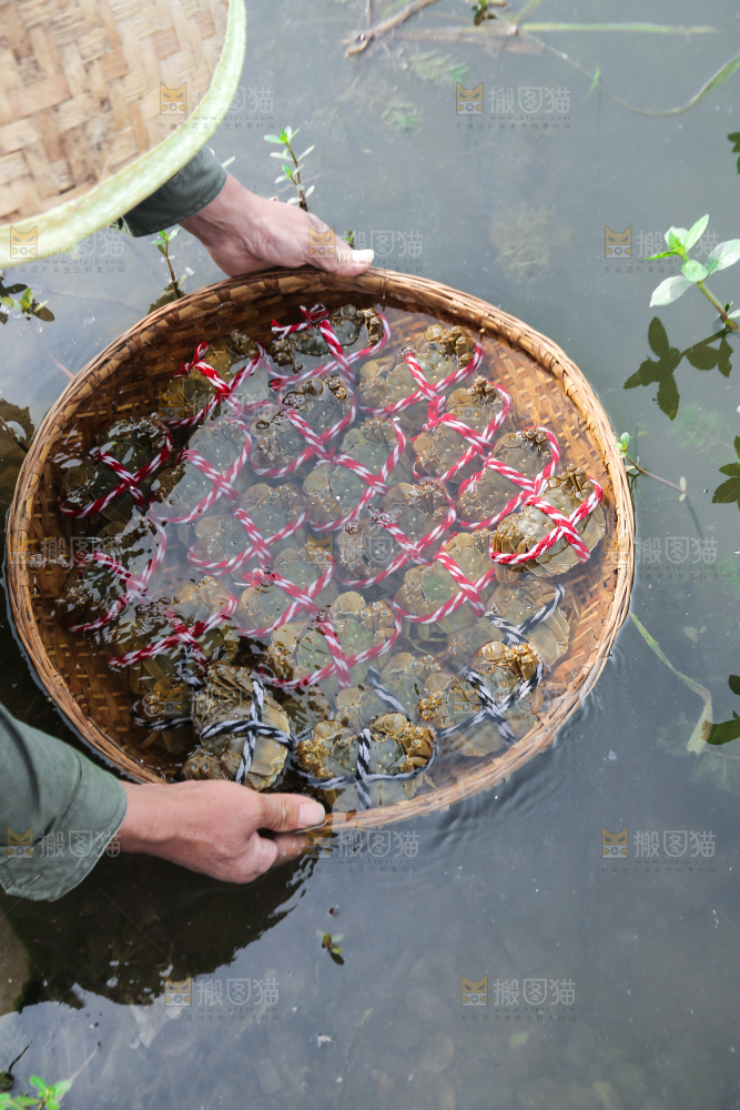 手里拿着阳澄湖大闸蟹