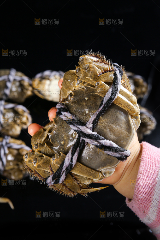黑底上的鲜活大闸蟹