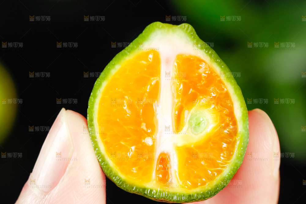 手里拿着切开的海南小金桔