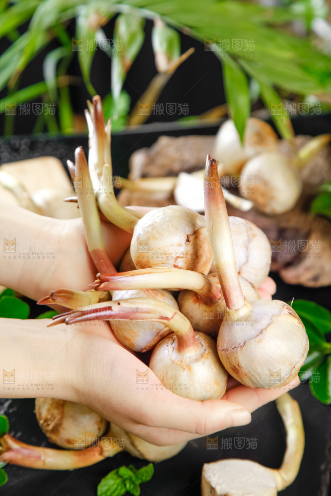 手里拿着白茨菇