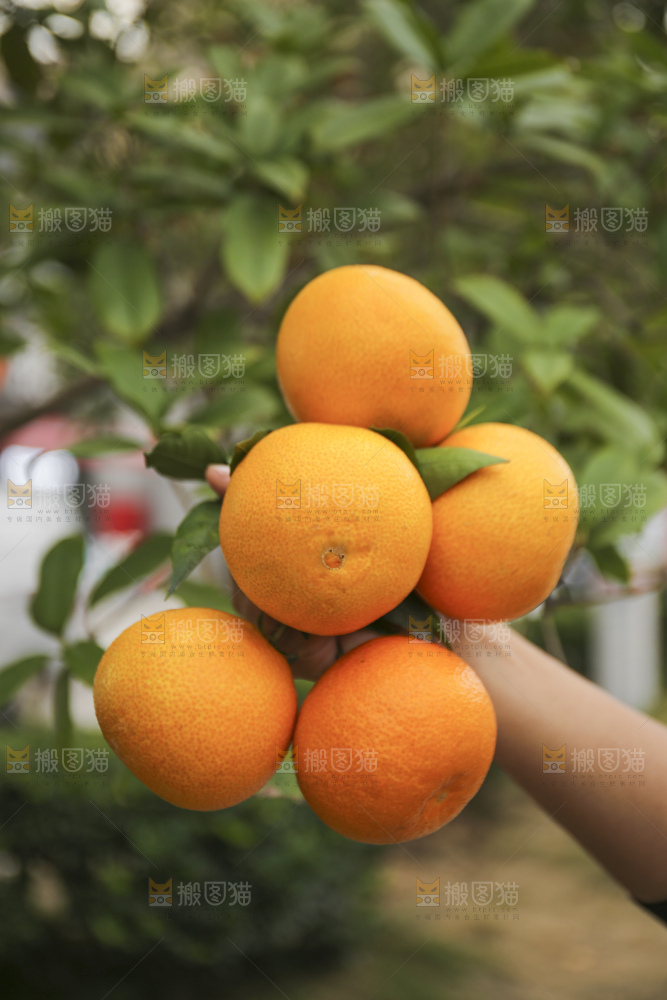 手里拿着爱媛果冻橙