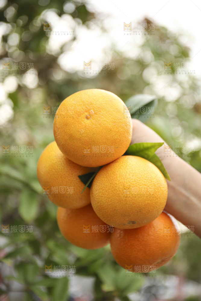 手里拿着爱媛果冻橙