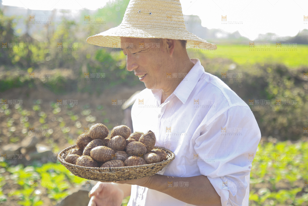 手里拿着新鲜小芋头