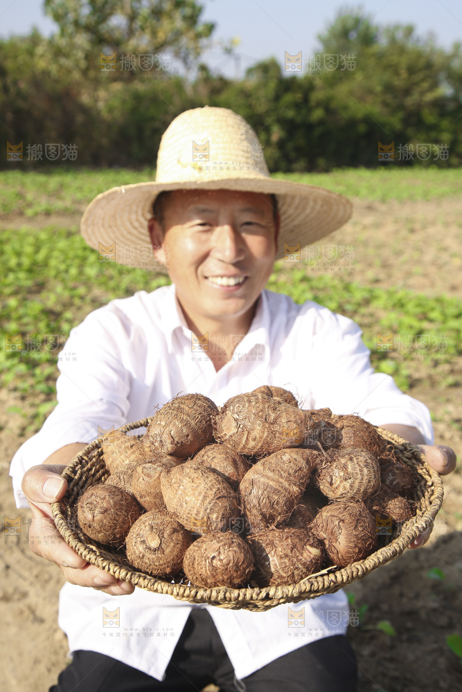 手里拿着新鲜小芋头