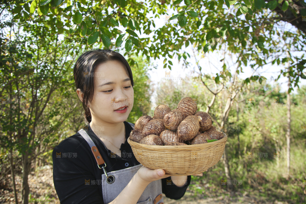 手里拿着新鲜小芋头