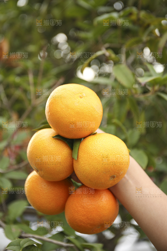 手里拿着爱媛果冻橙