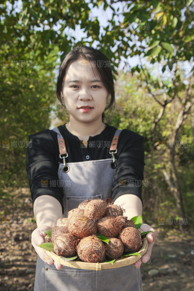 手里拿着新鲜小芋头