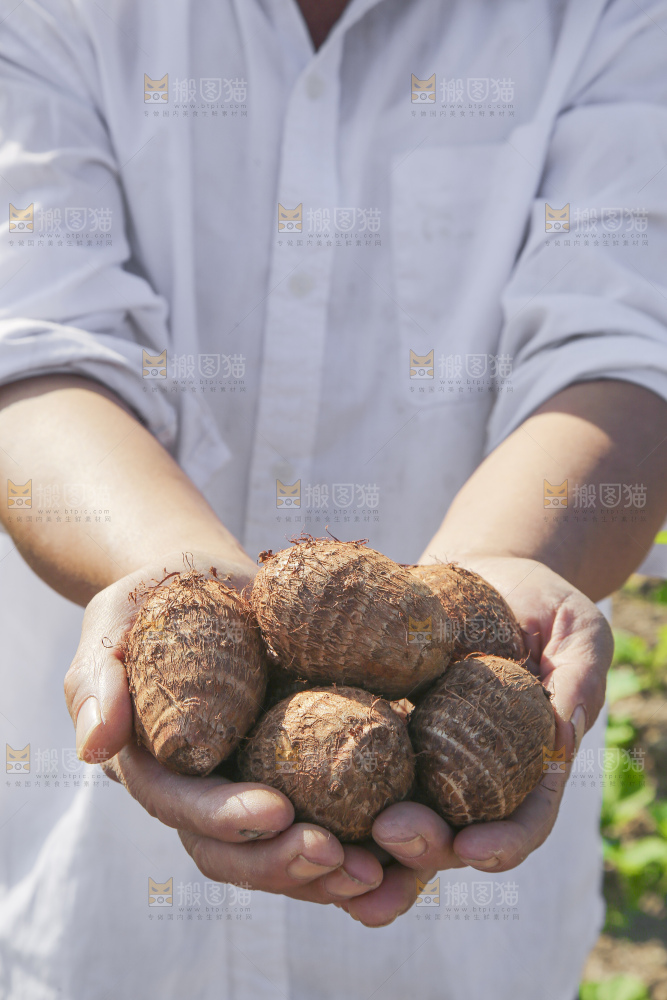 手里拿着新鲜小芋头