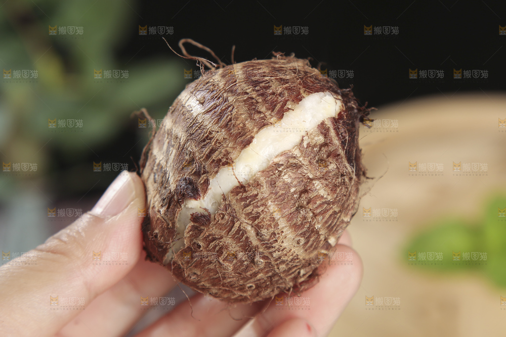 深底上的新鲜小芋头