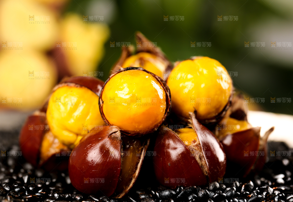 深底上的油锥栗