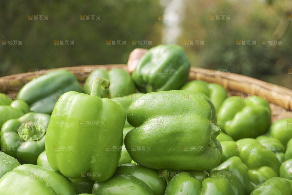 手里拿着新鲜青圆椒