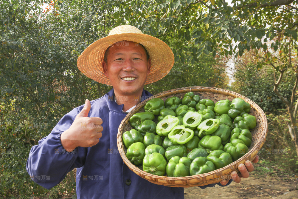 手里拿着新鲜青圆椒