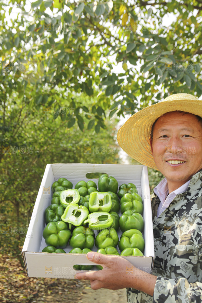 手里拿着新鲜青圆椒