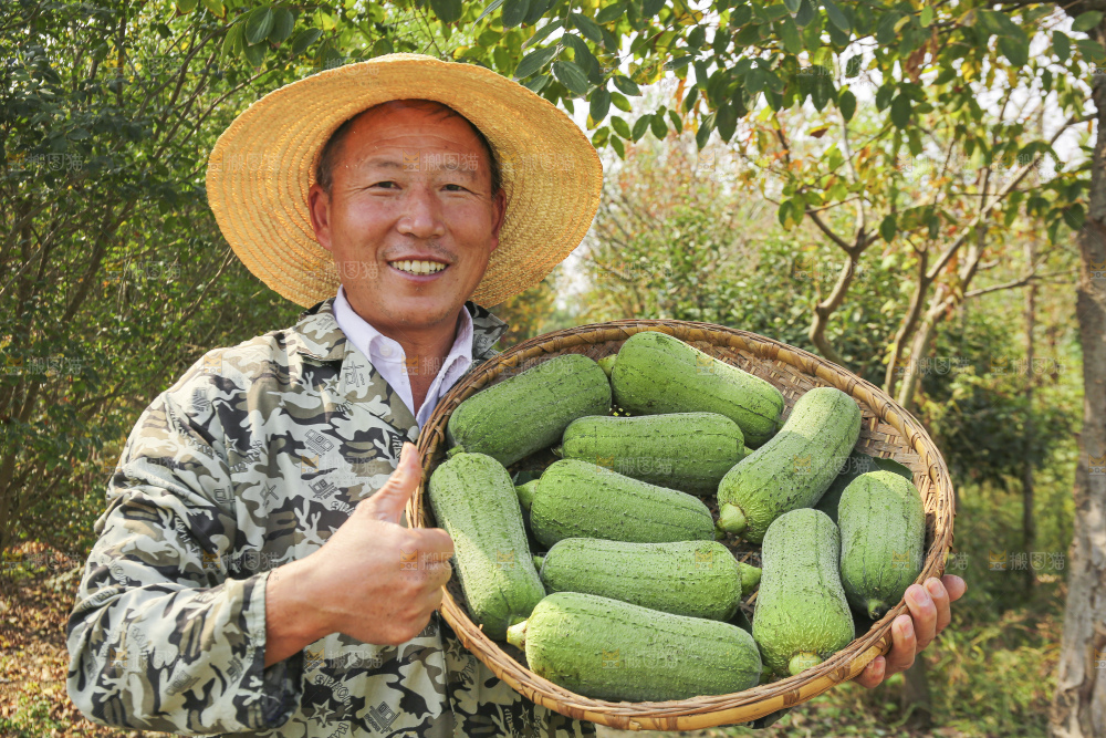 手里拿着新鲜丝瓜
