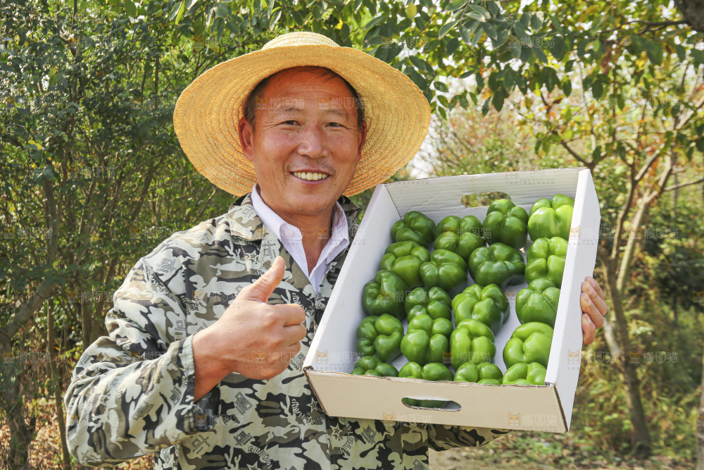 手里拿着新鲜青圆椒