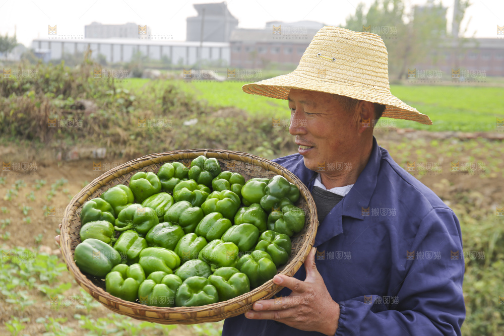 手里拿着新鲜青圆椒