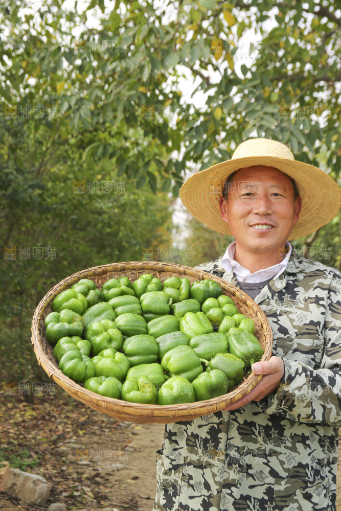 手里拿着新鲜青圆椒