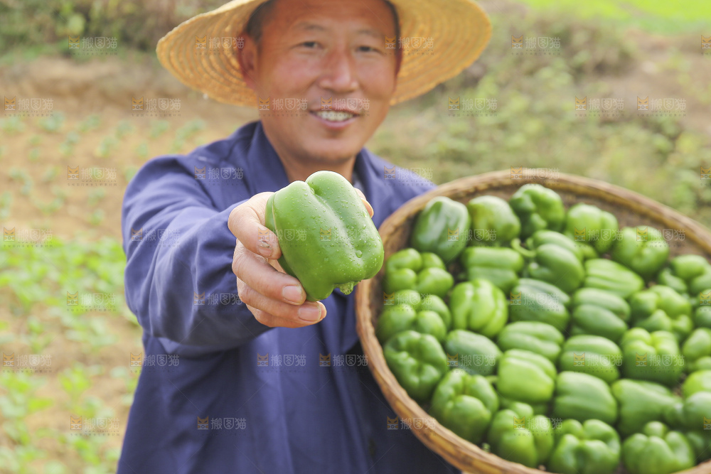 手里拿着新鲜青圆椒