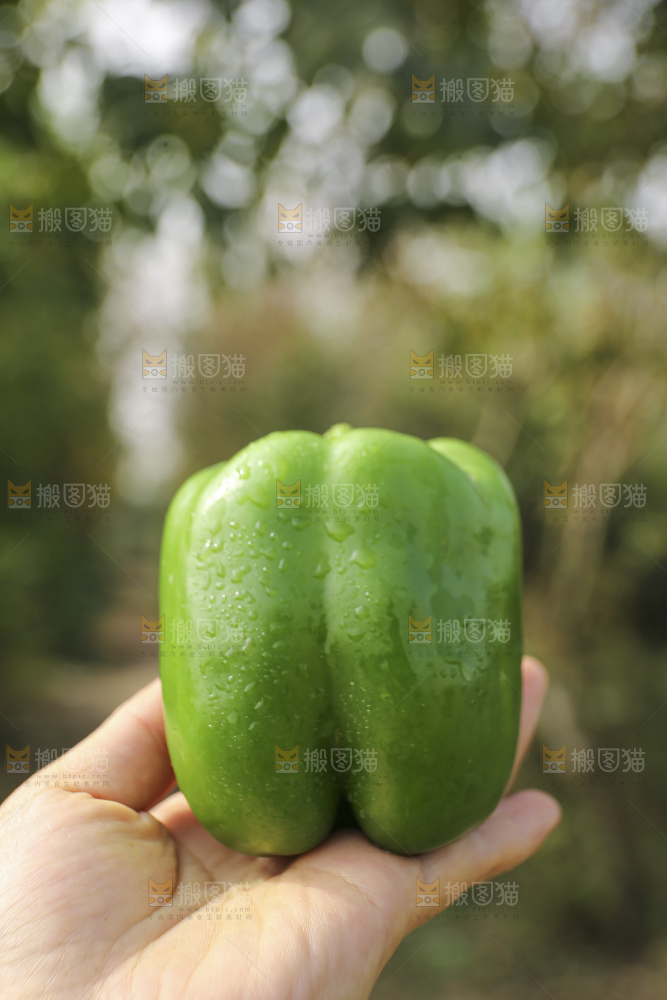 手里拿着新鲜青圆椒
